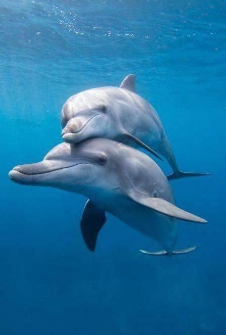 Dolphin Beach Get Away 罗萨里托 外观 照片