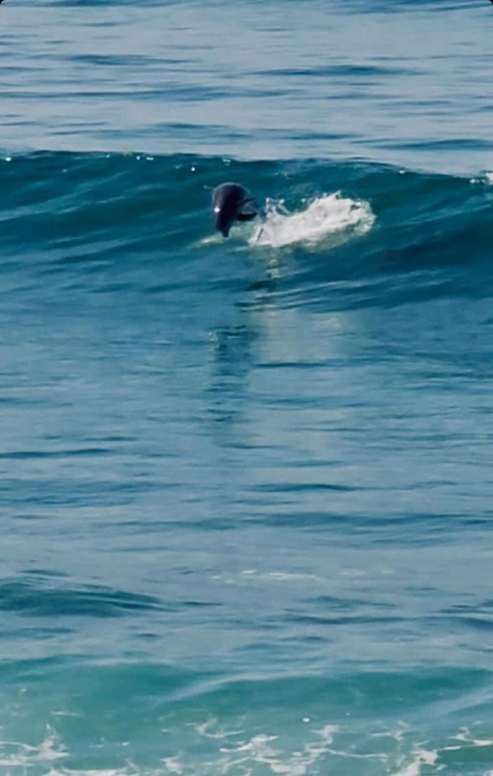 Dolphin Beach Get Away 罗萨里托 外观 照片